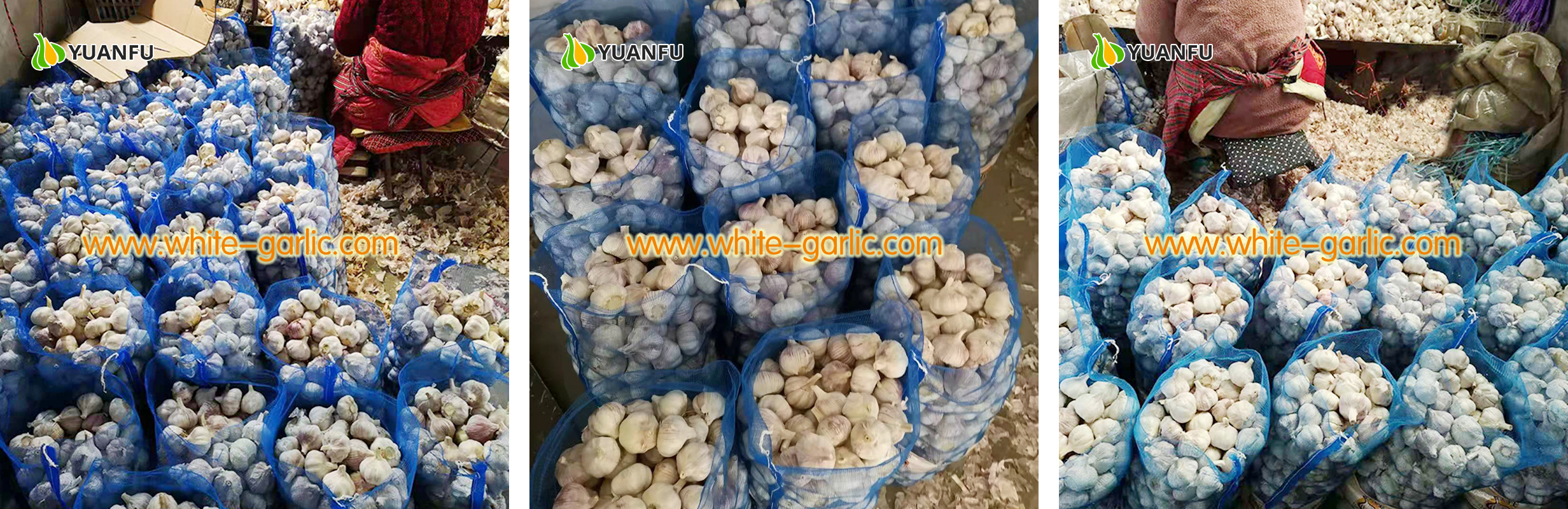 garlic suppliers